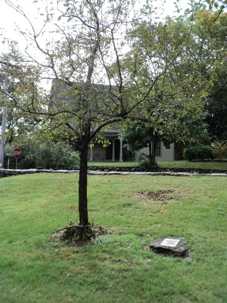 ST. MARY’S 50TH ANNIVERSARY WORLD WAR II MEMORIAL TREE