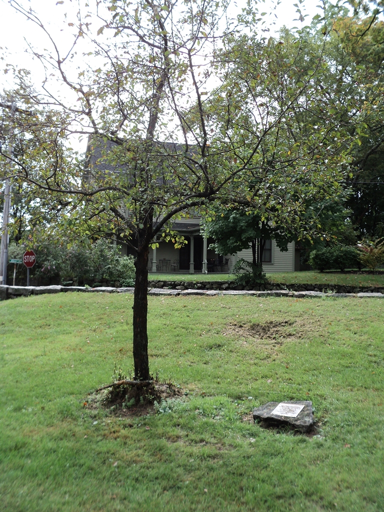 ST. MARY’S 50TH ANNIVERSARY WORLD WAR II MEMORIAL TREE