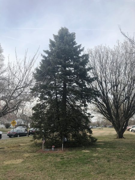THE FREEDOM TREE CAPT. DONALD SHAY, JR. MEMORIAL