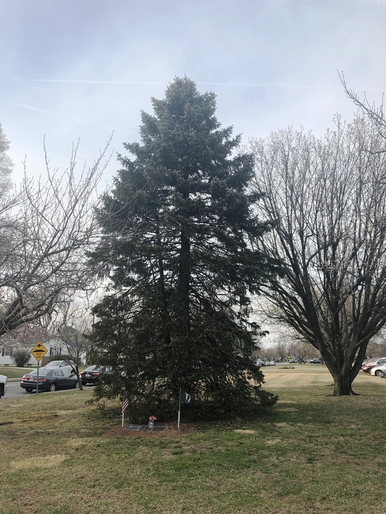 THE FREEDOM TREE CAPT. DONALD SHAY, JR. MEMORIAL