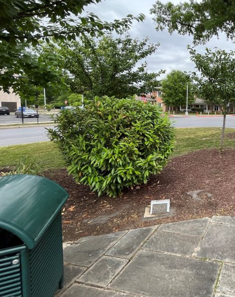 DC VA AMERICA’S MEDAL OF HONOR RECIPIENTS MEMORIAL TREE