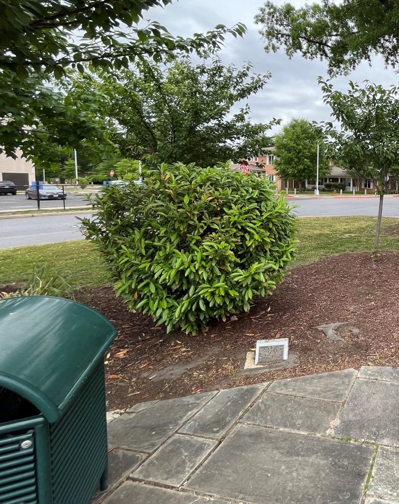 DC VA AMERICA’S MEDAL OF HONOR RECIPIENTS MEMORIAL TREE