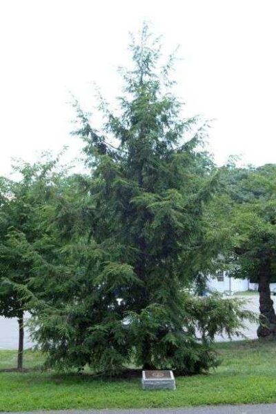 THE MEN OF THE LEXINGTON MILITIA MEMORIAL TREE