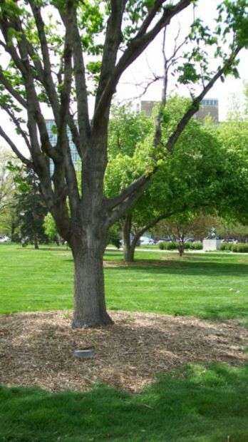 TERRY L. REYNOLDS FREEDOM TREE MEMORIAL