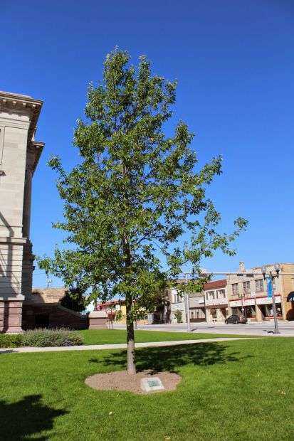 MANITOWOC AMERICAN LEGION WORLD WAR I MEMORIAL TREE