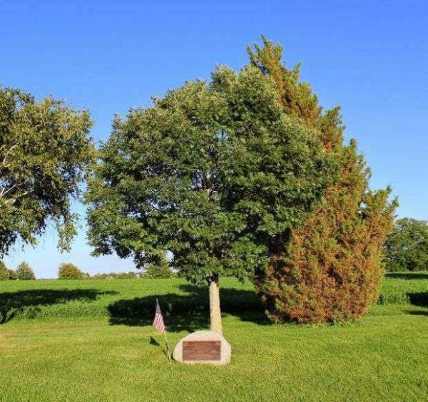 UNION GROVE CEMETERY VETERANS MEMORIAL TREE