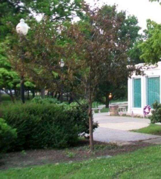 CAPT. ALAN TRENT FREEDOM TREE MEMORIAL