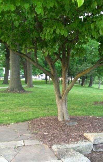MAJ. KENNETH CORDER FREEDOM TREE MEMORIAL