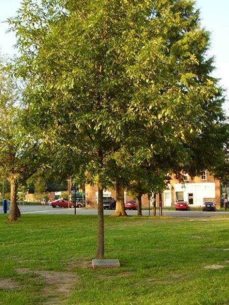 POLK COUNTY GREEN ASH TREE MEMORIAL