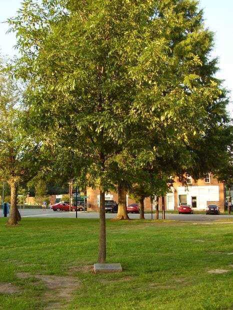 POLK COUNTY GREEN ASH TREE MEMORIAL