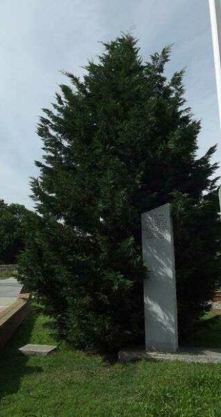 PERSIAN GULF WAR VETERANS MEMORIAL TREE