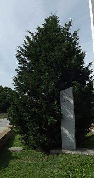 PERSIAN GULF WAR VETERANS MEMORIAL TREE