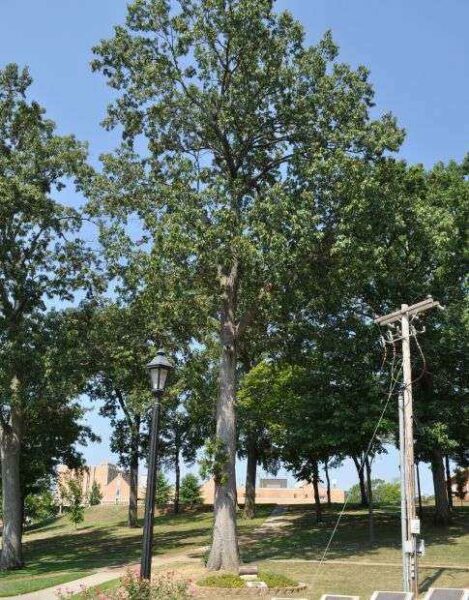 LAUDERDALE COUNTY WORLD WAR I MEMORIAL TREES