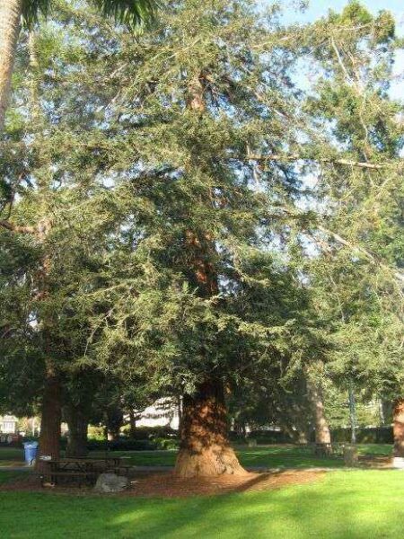 AMERICAN LEGION POST 82 MEMORIAL TREE