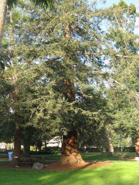 AMERICAN LEGION POST 82 MEMORIAL TREE