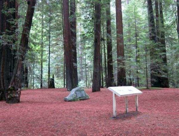 COL. RAYNAL C. BOLLING WAR MEMORIAL TREE GROVE