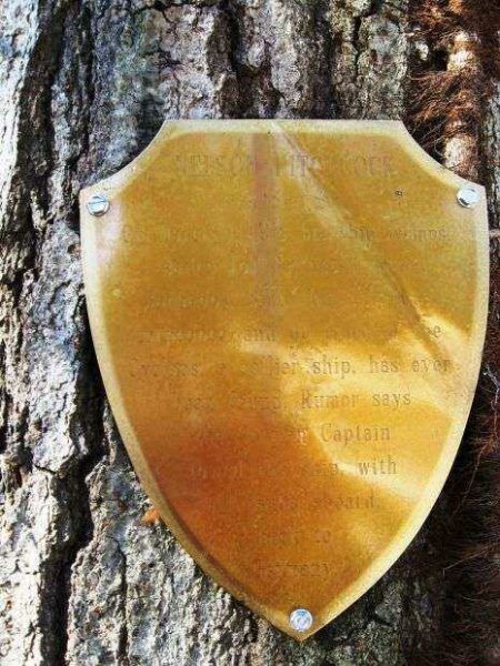 NELSON HITCHCOCK MEMORIAL TREE PLAQUE