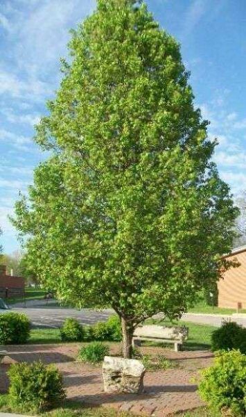 FORT LEAVENWORTH AMEDD VETERANS MEMORIAL TREE