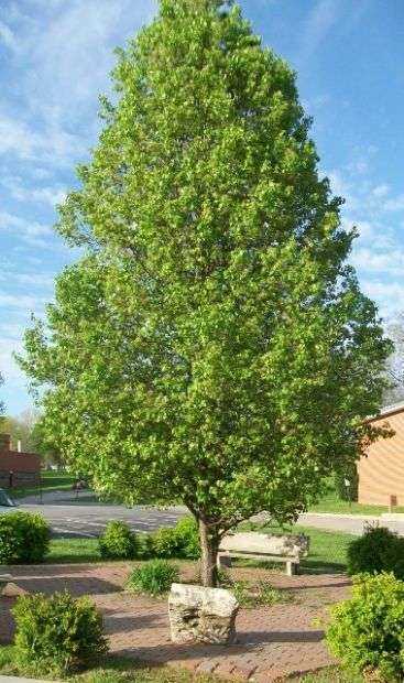 FORT LEAVENWORTH AMEDD VETERANS MEMORIAL TREE