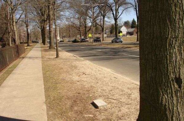 BRISTOL 50 PINE OAK TREE MEMORIALS
