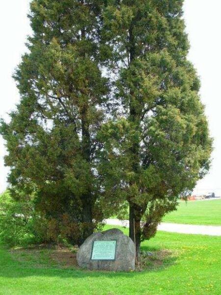 MILWAUKEE GEORGE WASHINGTON MEMORIAL TREE