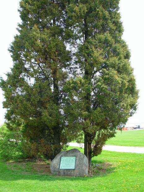 MILWAUKEE GEORGE WASHINGTON MEMORIAL TREE