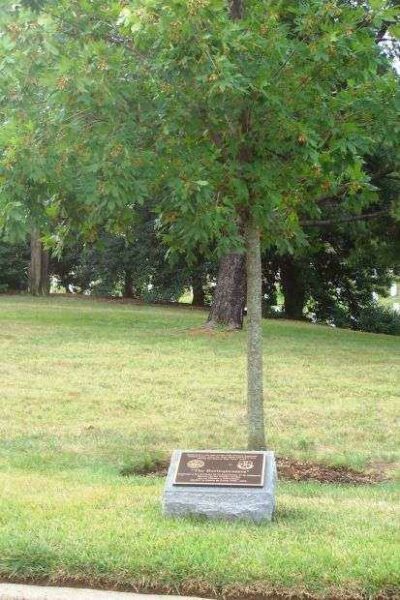 “THE BORINQUENEERS” WAR MEMORIAL TREE
