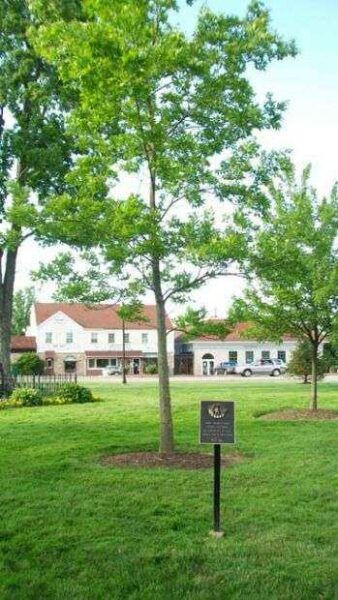 TWINSBURG “EISENHOWER” GREEN ASH TREE MEMORIAL