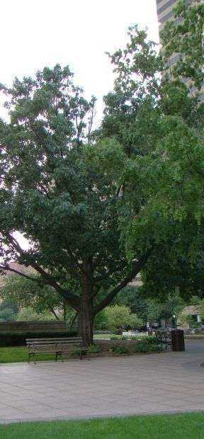 THE THEODORE ROOSEVELT MEMORIAL OAK