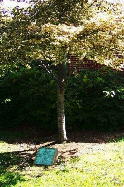 GOLD STAR MOTHERS WORLD WAR MEMORIAL TREE