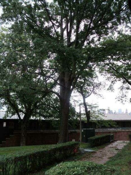 THE PERSHING OAK MEMORIAL