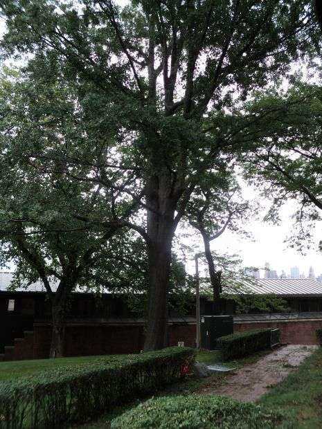 THE PERSHING OAK MEMORIAL