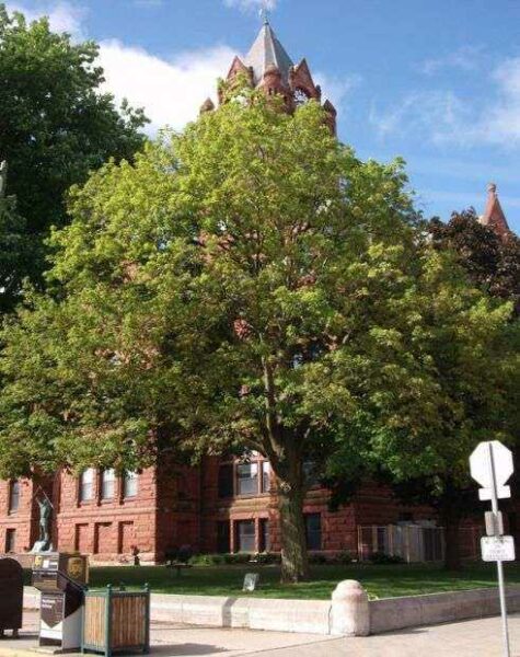 LA PORTE COUNTY WORLD WAR I MEMORIAL TREE