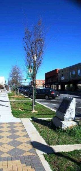 HART COUNTY WORLD WAR I MEMORIAL TREES