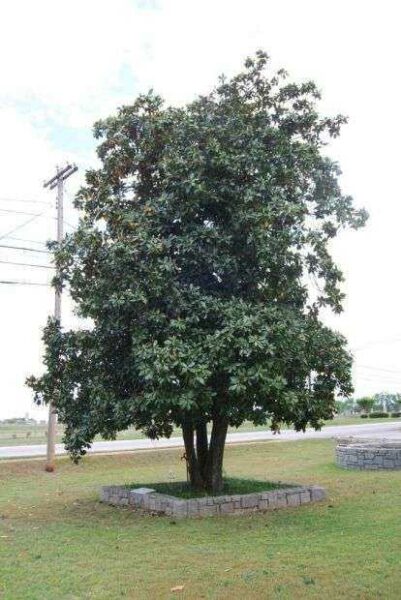 WOODROW WILSON MEMORIAL TREE