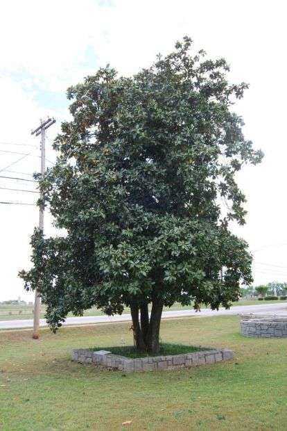 WOODROW WILSON MEMORIAL TREE