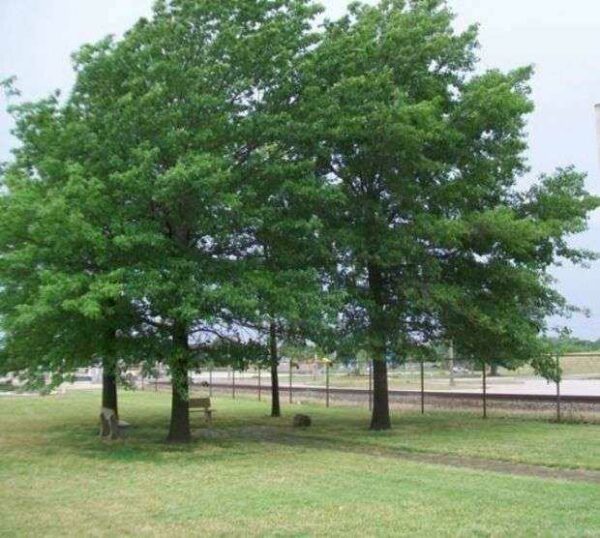 LT. ELDO “POP” STEELE WAR MEMORIAL TREES