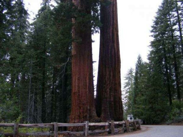 GENERAL GRANT TREE TRAIL MEMORIAL
