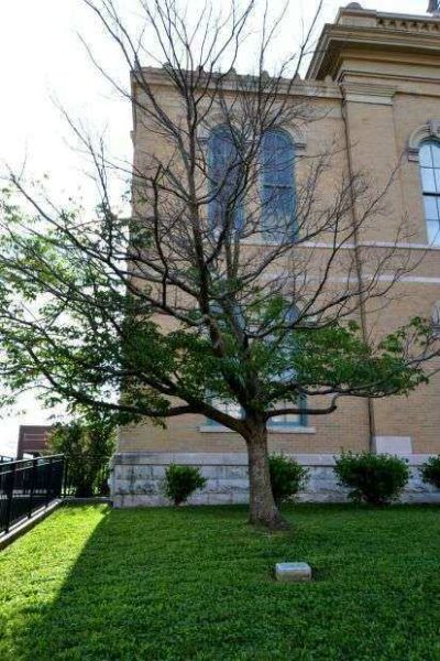 ROBERTSON COUNTY FARM BUREAU WAR MEMORIAL TREE