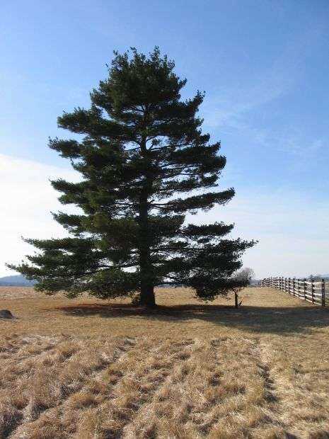 UNITED STATES ARMY TANK CORPS MEMORIAL TREE