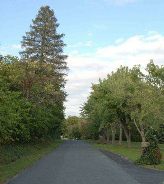 AVENUE OF TREES WAR MEMORIAL