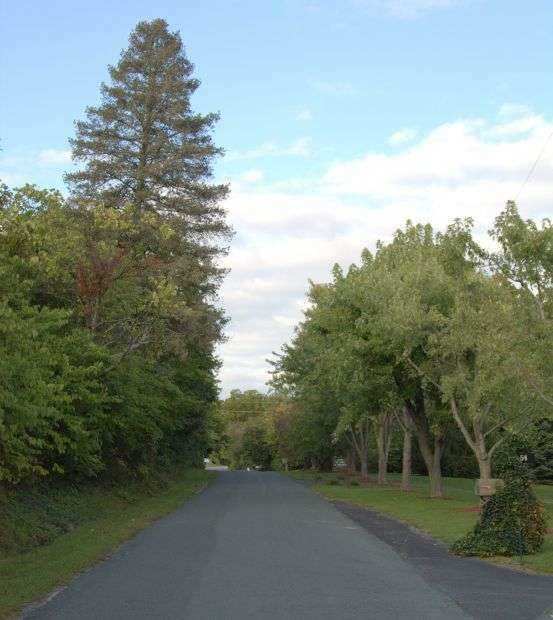 AVENUE OF TREES WAR MEMORIAL