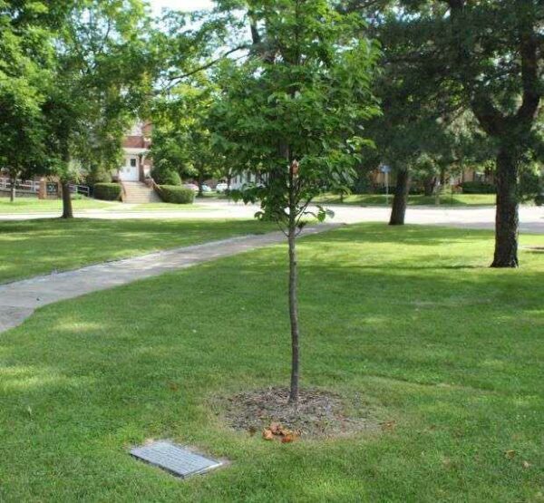 CORPORAL MATTHEW ZINDARS MEMORIAL TREE