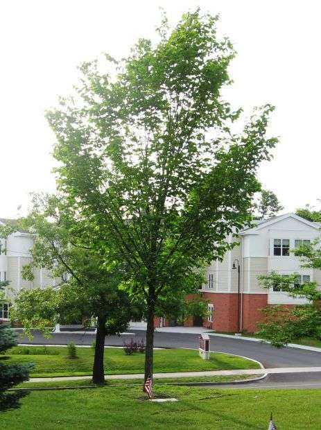 SGT. GLENN R. ALLISON WAR MEMORIAL TREE