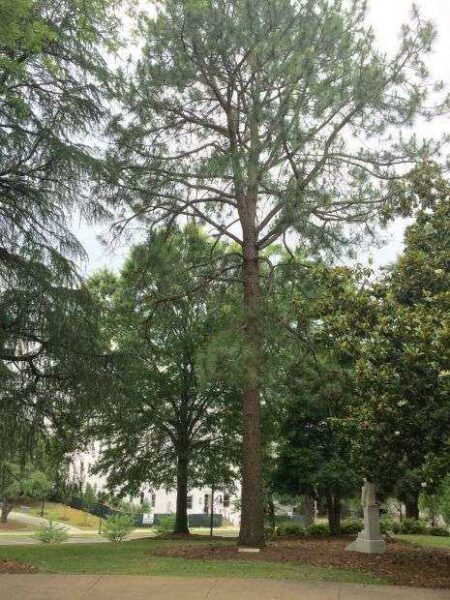 WASHINGTON ELM TREE OF MONTGOMERY MEMORIAL