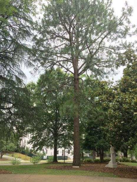 WASHINGTON ELM TREE OF MONTGOMERY MEMORIAL