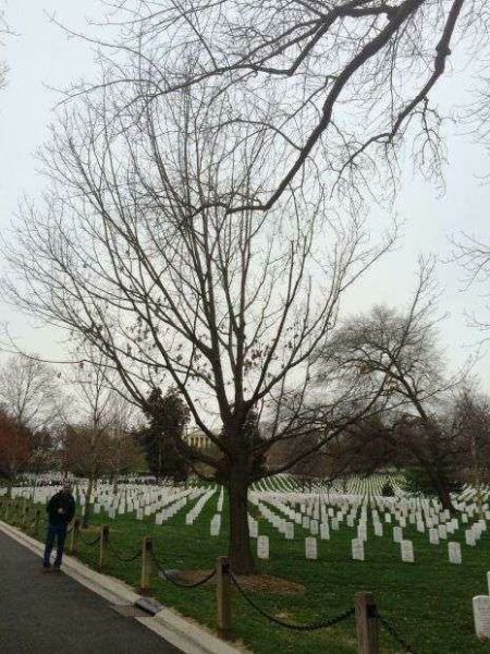 NAVAL COMBAT DEMOLITION UNITS WAR MEMORIAL TREE
