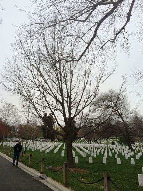 NAVAL COMBAT DEMOLITION UNITS WAR MEMORIAL TREE