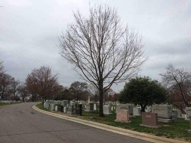 423RD ARMORED FIELD ARTILLERY BATTALION WAR MEMORIAL TREE