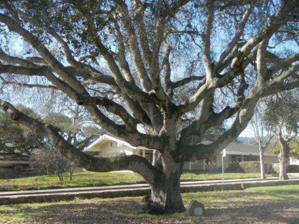 MONTEREY’S WORLD WAR I MEMORIAL OAK TREE